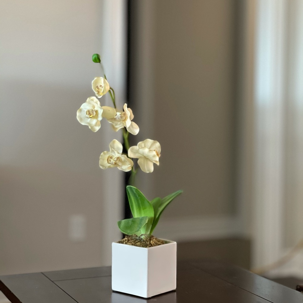 White silk orchid arrangement in modern pot.